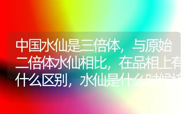 中国水仙是三倍体，与原始二倍体水仙相比，在品相上有什么区别，水仙是什么时候培育成三倍体的？ | 绿植常识