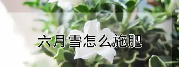 六月雪怎么施肥