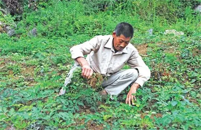 前胡的栽培措施