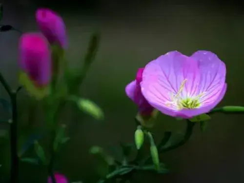 花卉果蔬盆景 | 美丽月见草种植方法