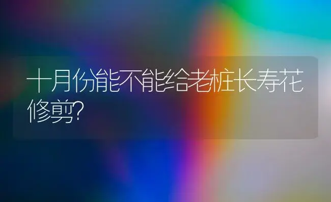 十月份能不能给老桩长寿花修剪？ | 多肉养殖