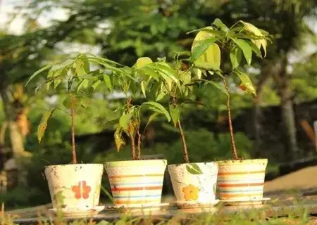 荔枝盆栽种植方法-花卉果蔬盆景 | 荔枝籽怎么种小盆栽