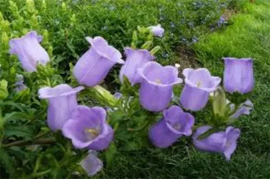 风铃草花语有哪些？