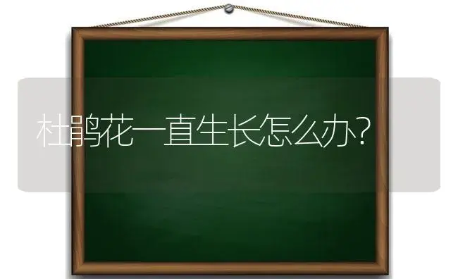 杜鹃花一直生长怎么办？ | 绿植常识