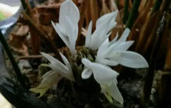 猫眼竹芋开花吗，猫眼竹芋几月开花/冬季开花花语是善变