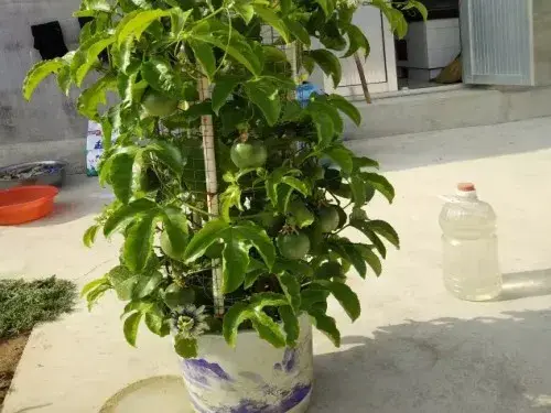 花卉果蔬盆景 | 盆栽百香果种植技术