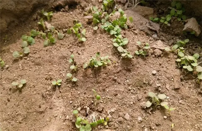 益母草的田间管理技术