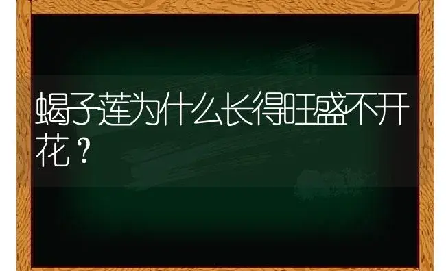 蝎子莲为什么长得旺盛不开花？ | 多肉养殖