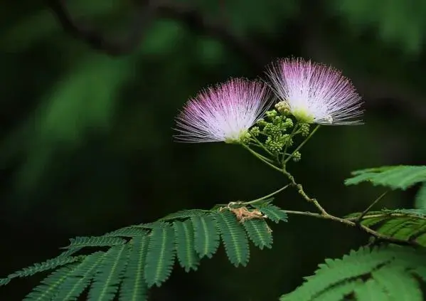 合欢花的花语含义是什么_花语大全