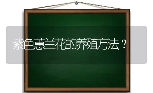 紫色蕙兰花的养殖方法？ | 绿植常识