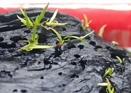 盆景知识 | 种菖蒲用什么土栽——菖蒲养殖土分析