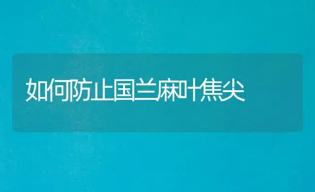 如何防止国兰麻叶焦尖 | 家庭养花