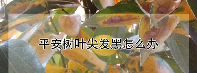 平安树叶尖发黑怎么办