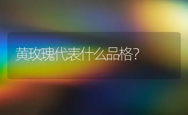 黄玫瑰代表什么品格？ | 绿植常识