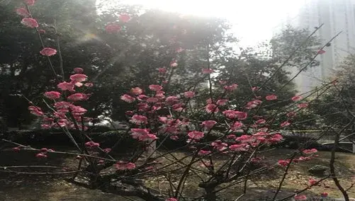 十二月花神之一月的梅花花语及传说有哪些？