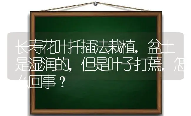 长寿花叶扦插法栽植,盆土是湿润的,但是叶子打蔫,怎么回事？ | 多肉养殖