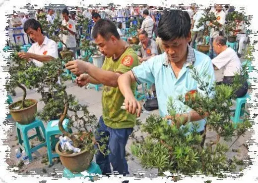 盆栽造型 | 盆景树胚的加工造型方法