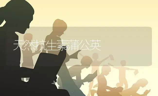 天然抗生素蒲公英 | 特种种植