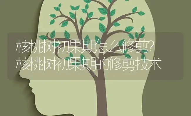 核桃树初果期怎么修剪？ 核桃树初果期的修剪技术 | 果木种植