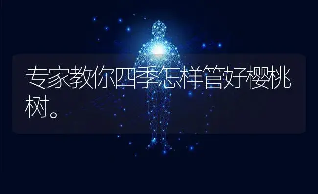 专家教你四季怎样管好樱桃树。 | 果木种植