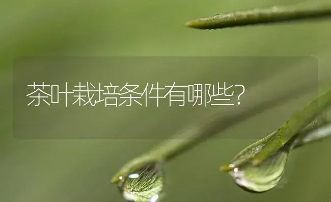 茶叶栽培条件有哪些？ | 农作物种植