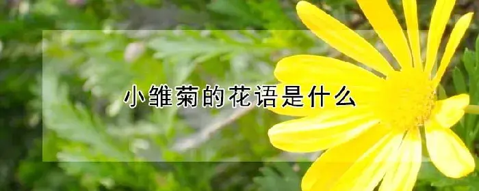 小雏菊的花语是什么