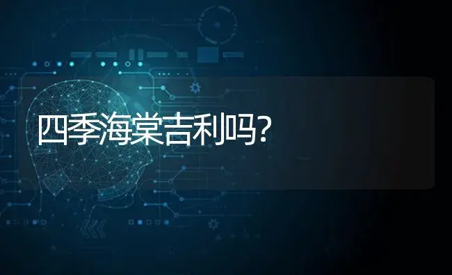 四季海棠吉利吗？ | 绿植常识