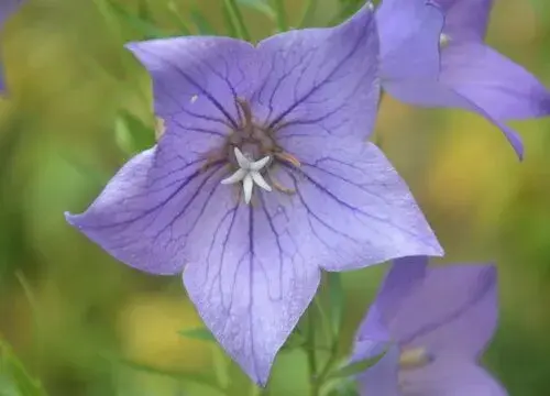 表示伤感的花 花语是伤感的花有哪些