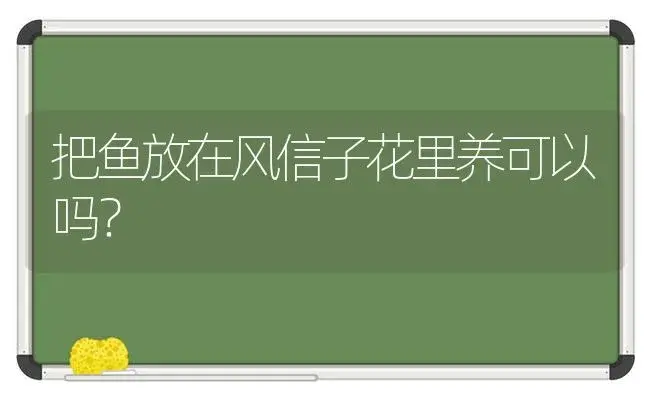 把鱼放在风信子花里养可以吗？ | 绿植常识