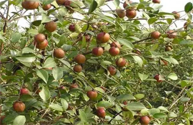 油茶高产种植要点