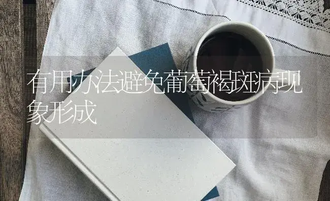 有用办法避免葡萄褐斑病现象形成 | 果木种植