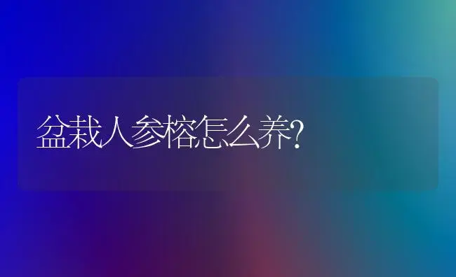 盆栽人参榕怎么养？ | 家庭养花