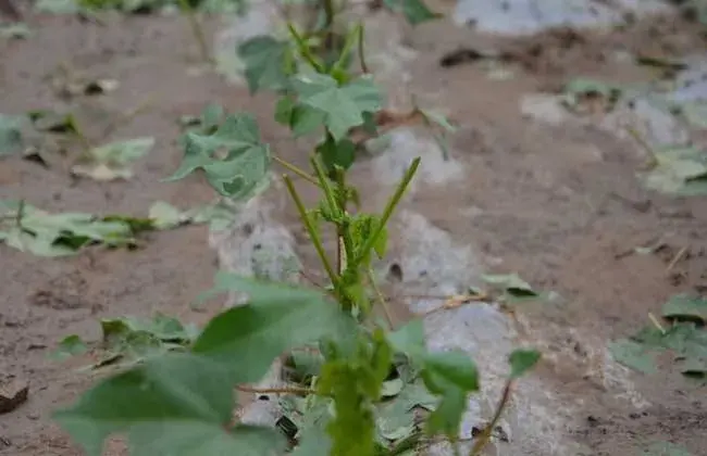 棉花播后遇雨该怎么办