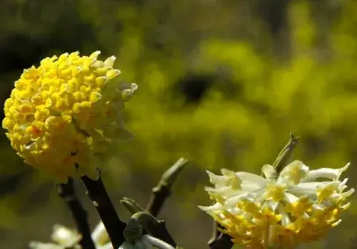 结香花的花语、传说及植物资料