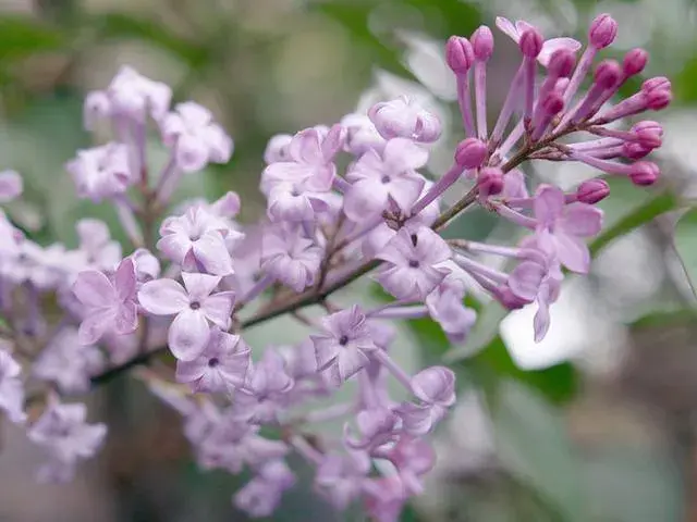 天国之花丁香花，它的花语和传说有哪些？