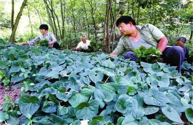 细辛的栽培技术