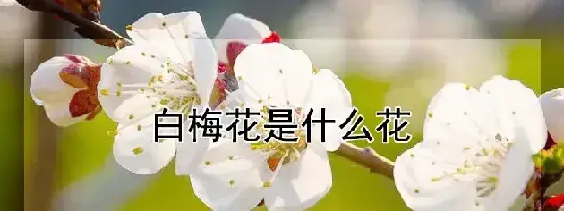 白梅花是什么花