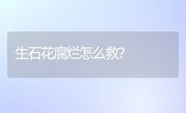 生石花腐烂怎么救？ | 多肉养殖