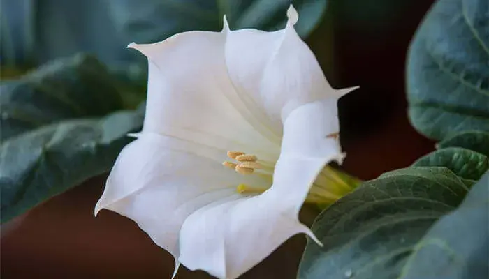 夕颜花的花语和寓意