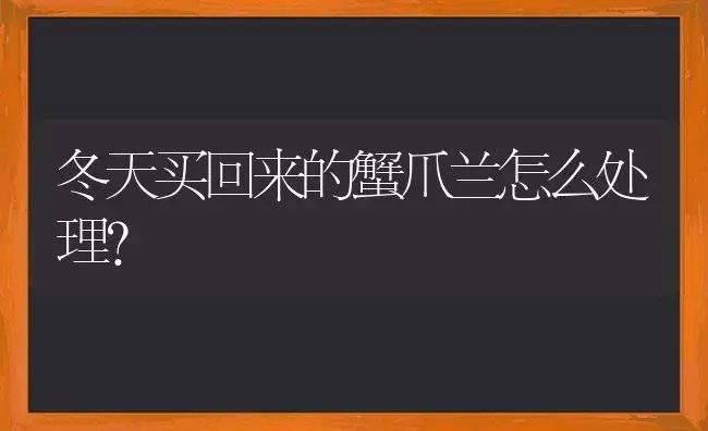 冬天买回来的蟹爪兰怎么处理？ | 多肉养殖