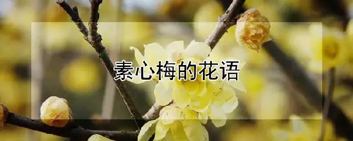 素心梅的花语