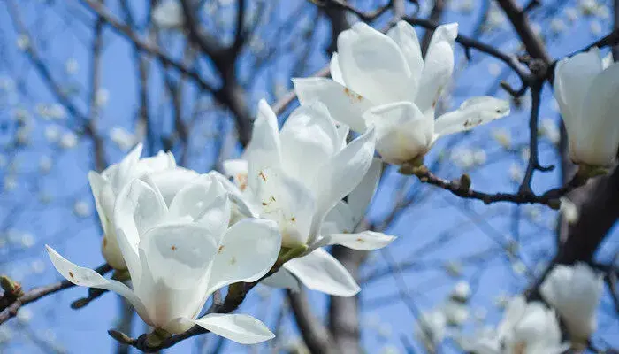 白玉兰的花语和寓意