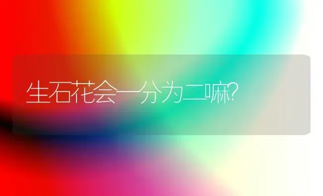 生石花会一分为二嘛？ | 多肉养殖