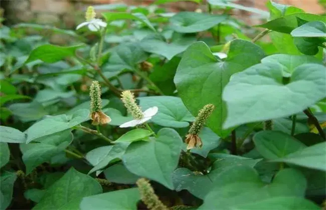 鱼腥草该怎么管理