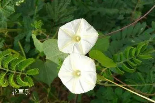 夕颜花花语和传说有哪些？