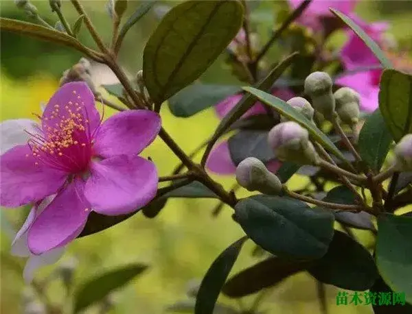 桃金娘开花时间和图片 桃金娘的花语和种植技术