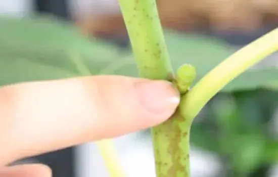 花卉果蔬盆景 | 无花果的果实长在哪里