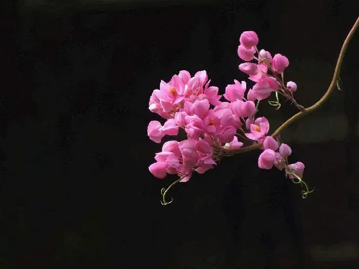 珊瑚藤种子怎么种，珊瑚藤的花语和传说