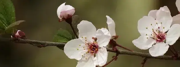 桃花有白色的吗