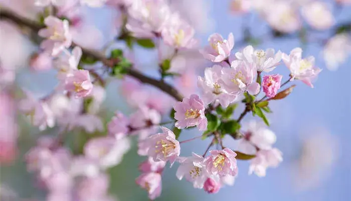 海棠花的花语和寓意 海棠花的花语是什么